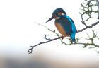 kingfisher_020109f.jpg