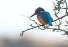 kingfisher_020109i.jpg