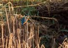 kingfisher_031208a~0.jpg