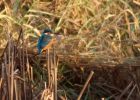 kingfisher_031208b~0.jpg