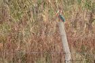 kingfisher_041111a.jpg