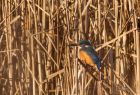 kingfisher_050109b.jpg