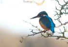 kingfisher_050109c.jpg