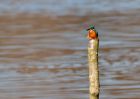 kingfisher_080310b.jpg