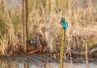 kingfisher_080310h.jpg