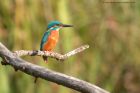 kingfisher_081012c.jpg