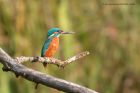 kingfisher_081012e.jpg