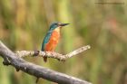 kingfisher_081012f.jpg