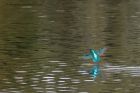 kingfisher_081012m.jpg