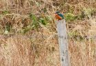 kingfisher_130209c.jpg