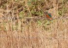 kingfisher_130209g.jpg