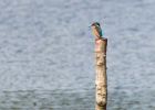 kingfisher_170809d.jpg