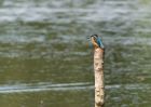 kingfisher_170809h.jpg