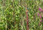 kingfisher_170809i.jpg