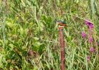 kingfisher_170809m.jpg