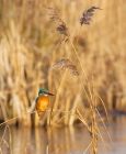 kingfisher_181207a.jpg