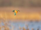 kingfisher_181207d.jpg