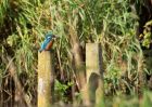 kingfisher_200909a.jpg