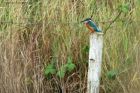 kingfisher_200913a.jpg