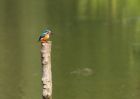 kingfisher_220809f.jpg
