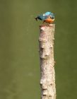 kingfisher_220809g.jpg