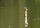 kingfisher_220809h.jpg