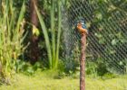 kingfisher_220809j.jpg