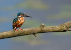 kingfisher_220809l.jpg