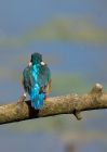 kingfisher_220809p.jpg