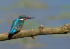 kingfisher_220809q.jpg