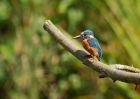 kingfisher_220809x.jpg