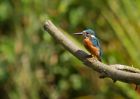 kingfisher_220809y.jpg