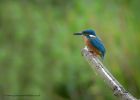 kingfisher_220810m.jpg