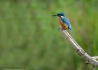 kingfisher_220810q.jpg