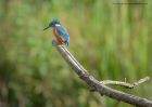 kingfisher_220810r.jpg