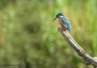 kingfisher_220810t.jpg