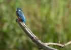 kingfisher_220810u.jpg