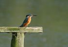 kingfisher_2609aa.jpg