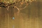 Filename=kingfisher_270908a.jpg
Filesize=120KB
Dimensions=800x540
Date added=Sep 28, 2008 kingfisher_270908a.jpg
