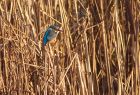 kingfisher_291208a.jpg