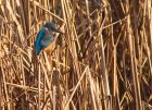 kingfisher_291208b~0.jpg