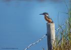 kingfisher_300810a.jpg