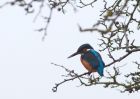 kingfisher_311208a.jpg