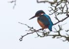 kingfisher_311208b.jpg