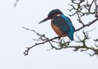 kingfisher_311208c.jpg