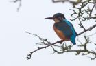 kingfisher_311208d.jpg