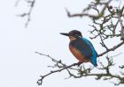 kingfisher_311208e.jpg