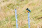 kingfisher_LM_221118a.jpg