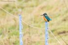 kingfisher_LM_221118b.jpg