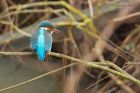 kingfisher_PF_090120a.jpg